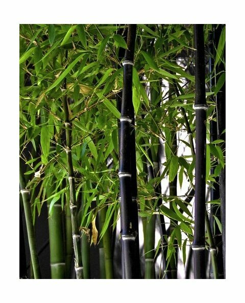 Bambus nigra 30/40 cm, v květináči Bamboo nigra